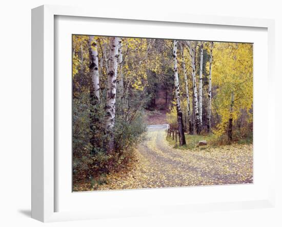 Birch Tree DriveFence & Road, Santa Fe, New Mexico 06-Monte Nagler-Framed Photographic Print