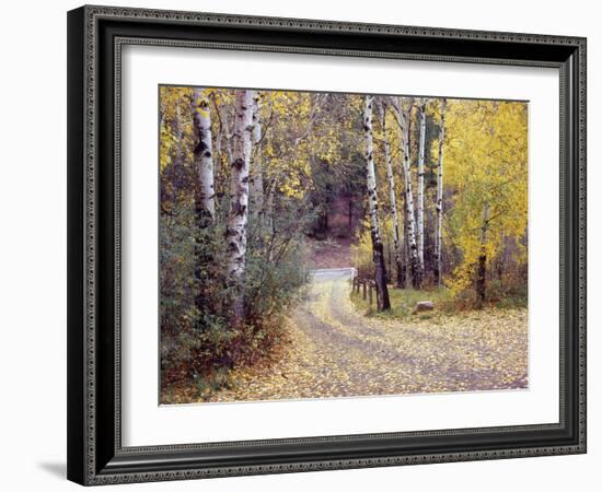 Birch Tree DriveFence & Road, Santa Fe, New Mexico 06-Monte Nagler-Framed Photographic Print