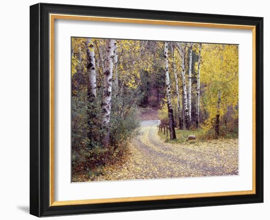 Birch Tree DriveFence & Road, Santa Fe, New Mexico 06-Monte Nagler-Framed Photographic Print