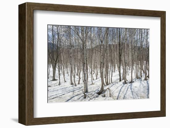 Birch tree forest, Furano, Hokkaido, Japan, Asia-Michael Runkel-Framed Photographic Print