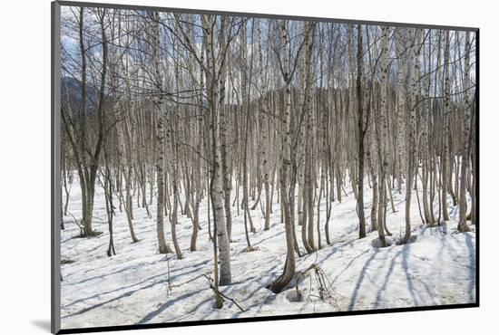 Birch tree forest, Furano, Hokkaido, Japan, Asia-Michael Runkel-Mounted Photographic Print