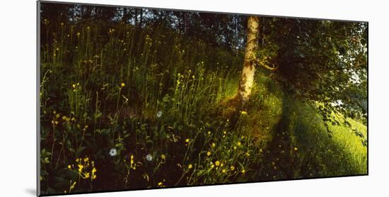 Birch Tree in a Forest, Lappeenranta, South Karelia, Southern Finland, Finland-null-Mounted Photographic Print