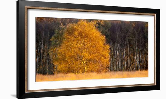 Birch Tree in Autumn in Moor, Lower Saxony, Germany-Willi Rolfes-Framed Photographic Print