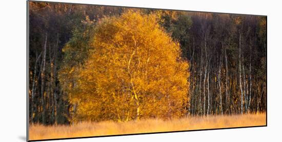 Birch Tree in Autumn in Moor, Lower Saxony, Germany-Willi Rolfes-Mounted Photographic Print