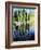 Birch Tree Reflections-Kevin Dodds-Framed Giclee Print