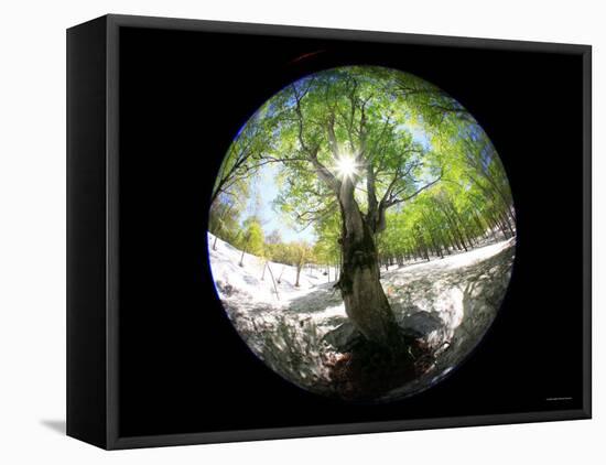 Birch Tree-null-Framed Premier Image Canvas
