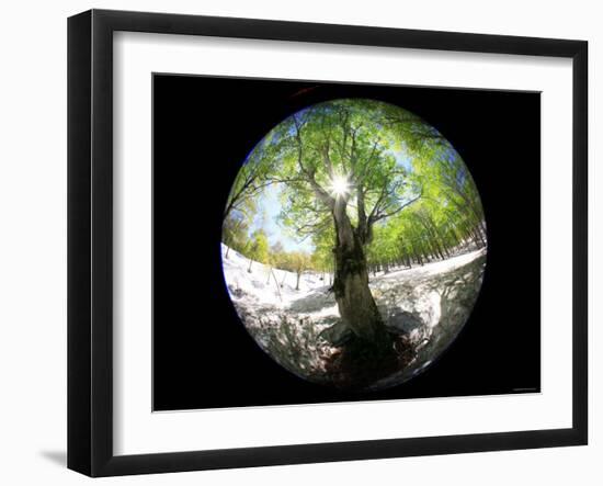 Birch Tree-null-Framed Photographic Print