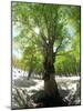 Birch Tree-null-Mounted Photographic Print