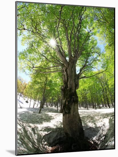 Birch Tree-null-Mounted Photographic Print