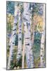 Birch Trees, 1910-Carl Larsson-Mounted Giclee Print