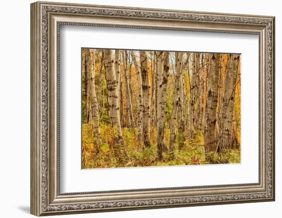 Birch Trees, Acadia-Michael Hudson-Framed Art Print