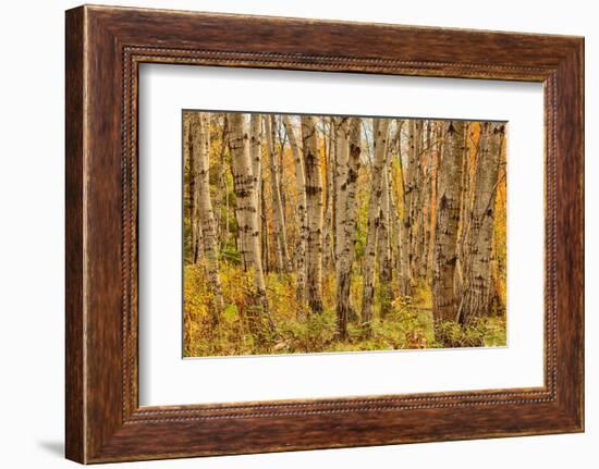 Birch Trees, Acadia-Michael Hudson-Framed Art Print