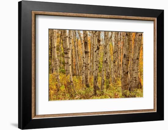 Birch Trees, Acadia-Michael Hudson-Framed Art Print