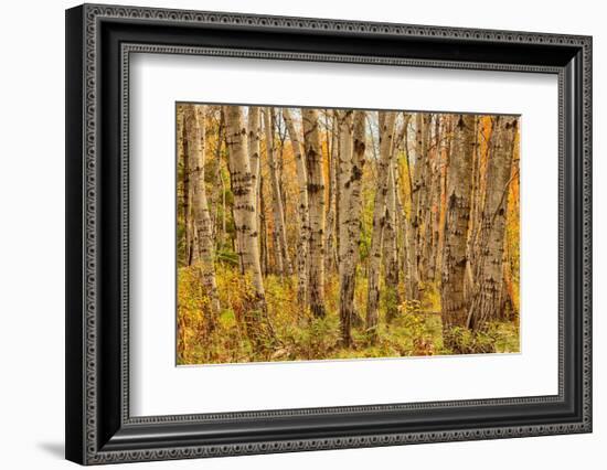 Birch Trees, Acadia-Michael Hudson-Framed Art Print