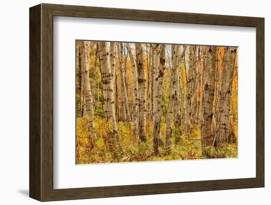 Birch Trees, Acadia-Michael Hudson-Framed Art Print
