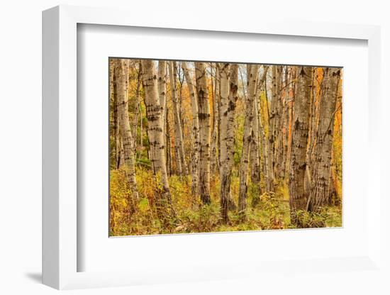 Birch Trees, Acadia-Michael Hudson-Framed Art Print