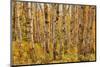 Birch Trees, Acadia-Michael Hudson-Mounted Art Print