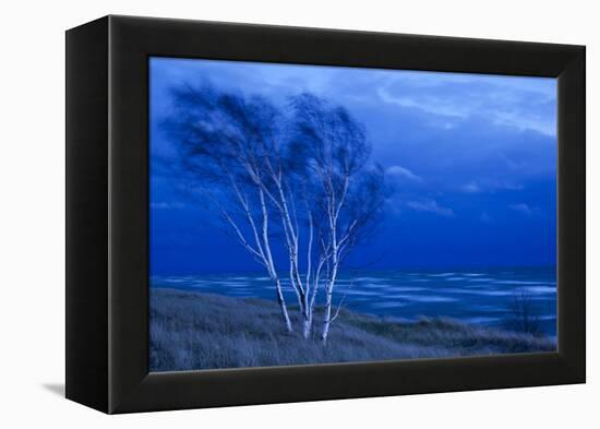 Birch Trees Along Lake Michigan at Dusk-null-Framed Premier Image Canvas
