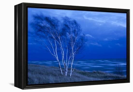 Birch Trees Along Lake Michigan at Dusk-null-Framed Premier Image Canvas