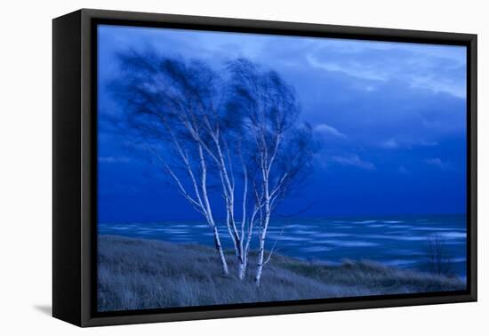 Birch Trees Along Lake Michigan at Dusk-null-Framed Premier Image Canvas