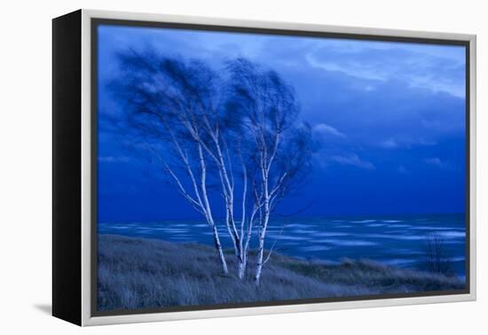 Birch Trees Along Lake Michigan at Dusk-null-Framed Premier Image Canvas