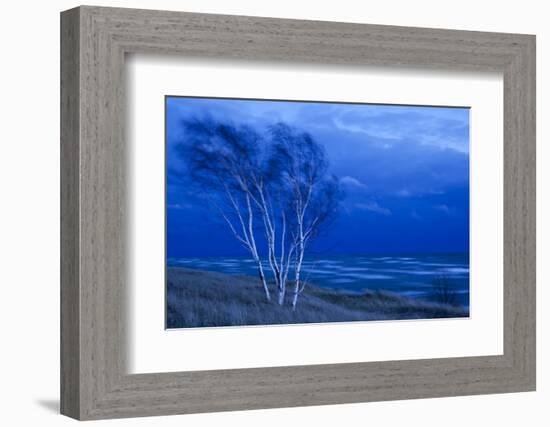 Birch Trees Along Lake Michigan at Dusk-null-Framed Photographic Print