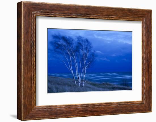 Birch Trees Along Lake Michigan at Dusk-null-Framed Photographic Print