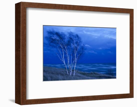 Birch Trees Along Lake Michigan at Dusk-null-Framed Photographic Print