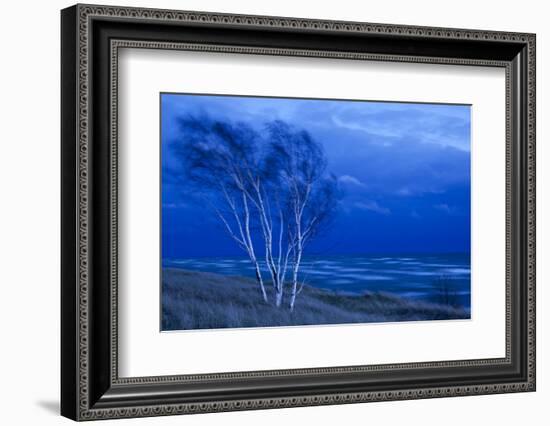 Birch Trees Along Lake Michigan at Dusk-null-Framed Photographic Print