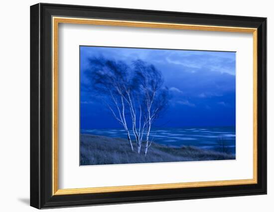 Birch Trees Along Lake Michigan at Dusk-null-Framed Photographic Print