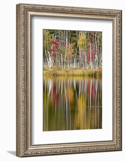 Birch trees and autumn colors on Red Jack Lake, Hiawatha National Forest, Michigan.-Adam Jones-Framed Photographic Print
