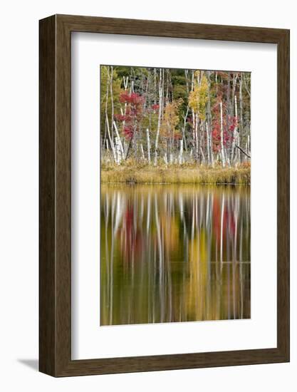 Birch trees and autumn colors on Red Jack Lake, Hiawatha National Forest, Michigan.-Adam Jones-Framed Photographic Print