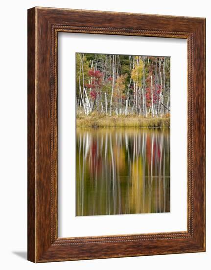 Birch trees and autumn colors on Red Jack Lake, Hiawatha National Forest, Michigan.-Adam Jones-Framed Photographic Print