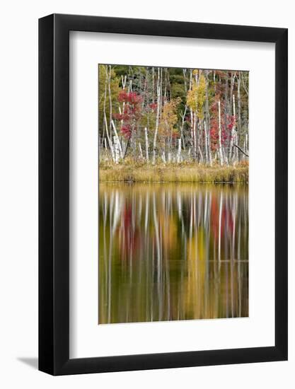 Birch trees and autumn colors on Red Jack Lake, Hiawatha National Forest, Michigan.-Adam Jones-Framed Photographic Print