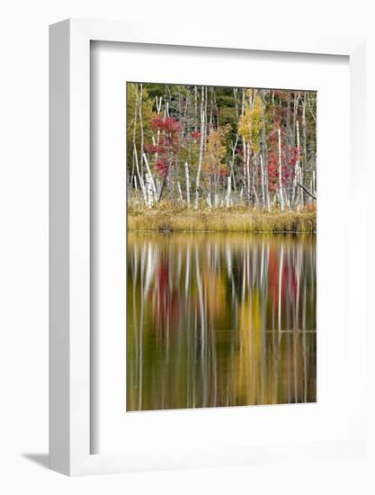 Birch trees and autumn colors on Red Jack Lake, Hiawatha National Forest, Michigan.-Adam Jones-Framed Photographic Print