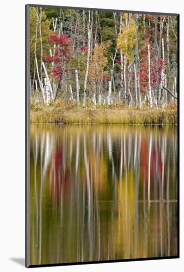 Birch trees and autumn colors on Red Jack Lake, Hiawatha National Forest, Michigan.-Adam Jones-Mounted Photographic Print