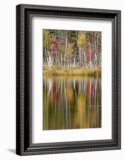 Birch trees and autumn colors on Red Jack Lake, Hiawatha National Forest, Michigan.-Adam Jones-Framed Photographic Print