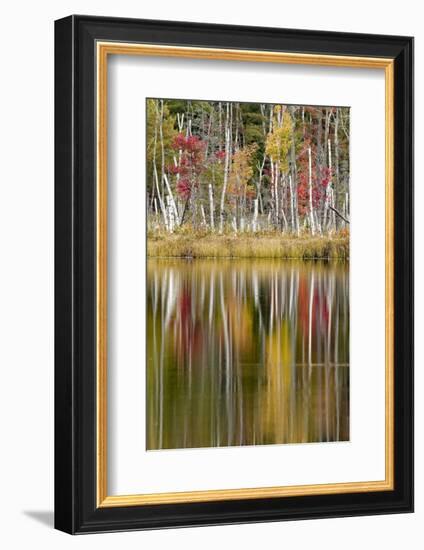 Birch trees and autumn colors on Red Jack Lake, Hiawatha National Forest, Michigan.-Adam Jones-Framed Photographic Print