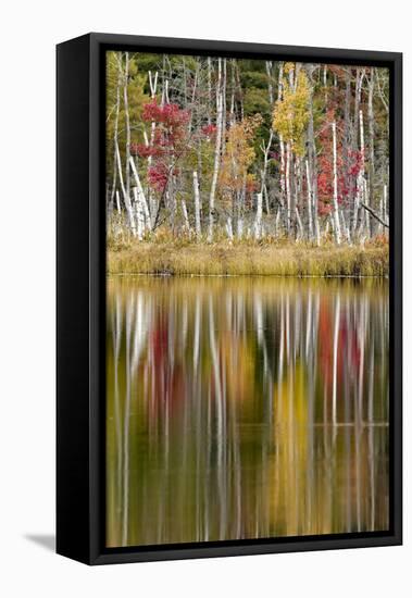 Birch trees and autumn colors on Red Jack Lake, Hiawatha National Forest, Michigan.-Adam Jones-Framed Premier Image Canvas