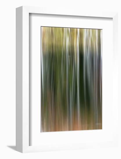 Birch Trees and Autumn Colors Reflected on Red Jack Lake, Upper Peninsula of Michigan-Adam Jones-Framed Photographic Print