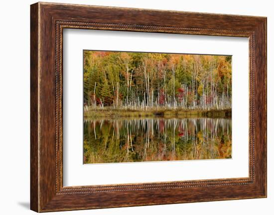 Birch Trees and Autumn Colors Reflected on Red Jack Lake, Upper Peninsula of Michigan-Adam Jones-Framed Photographic Print