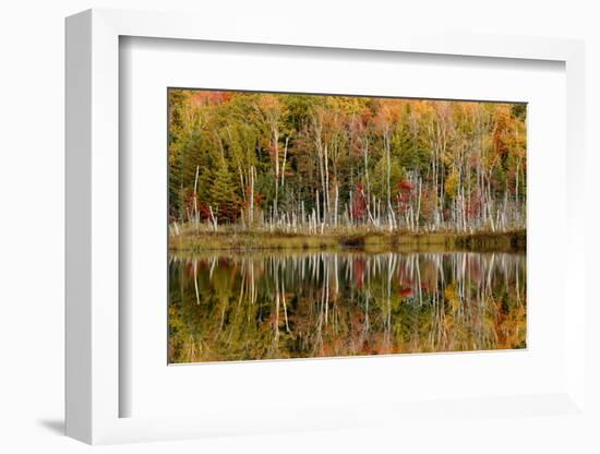 Birch Trees and Autumn Colors Reflected on Red Jack Lake, Upper Peninsula of Michigan-Adam Jones-Framed Photographic Print