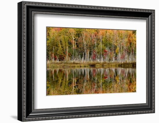 Birch Trees and Autumn Colors Reflected on Red Jack Lake, Upper Peninsula of Michigan-Adam Jones-Framed Photographic Print