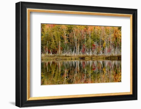 Birch Trees and Autumn Colors Reflected on Red Jack Lake, Upper Peninsula of Michigan-Adam Jones-Framed Photographic Print