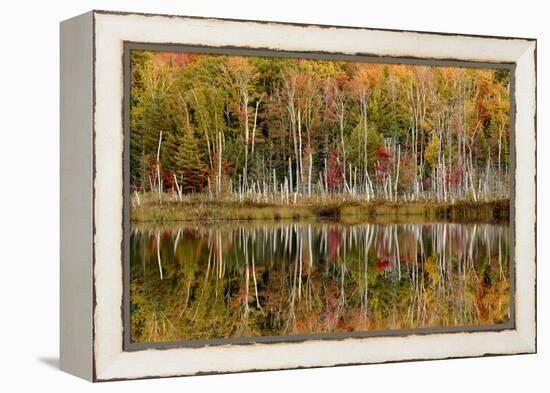 Birch Trees and Autumn Colors Reflected on Red Jack Lake, Upper Peninsula of Michigan-Adam Jones-Framed Premier Image Canvas