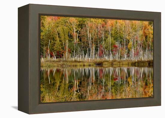 Birch Trees and Autumn Colors Reflected on Red Jack Lake, Upper Peninsula of Michigan-Adam Jones-Framed Premier Image Canvas
