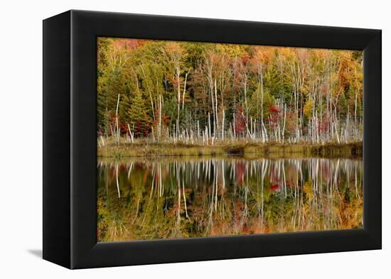 Birch Trees and Autumn Colors Reflected on Red Jack Lake, Upper Peninsula of Michigan-Adam Jones-Framed Premier Image Canvas