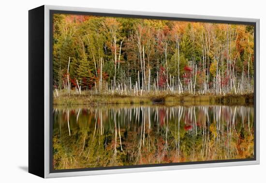 Birch Trees and Autumn Colors Reflected on Red Jack Lake, Upper Peninsula of Michigan-Adam Jones-Framed Premier Image Canvas