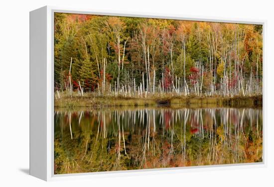 Birch Trees and Autumn Colors Reflected on Red Jack Lake, Upper Peninsula of Michigan-Adam Jones-Framed Premier Image Canvas