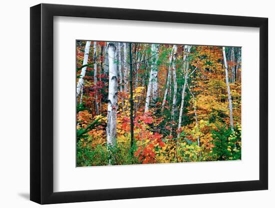 Birch Trees And Foliage, New Hampshire-George Oze-Framed Photographic Print